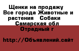 Щенки на продажу - Все города Животные и растения » Собаки   . Самарская обл.,Отрадный г.